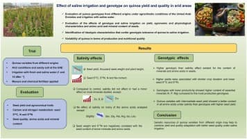Effect of irrigation salinity on yield and quality of seeds in different quinoa genotypes